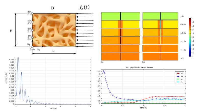 A Mathematical Model for Bone Cell Population Dynamics of Fracture Healing Considering the Effect of Energy Dissipation